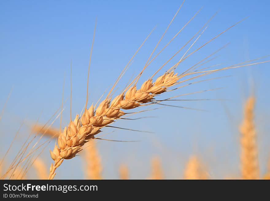 Close photo from a wheat stalk,before harvest. Close photo from a wheat stalk,before harvest.