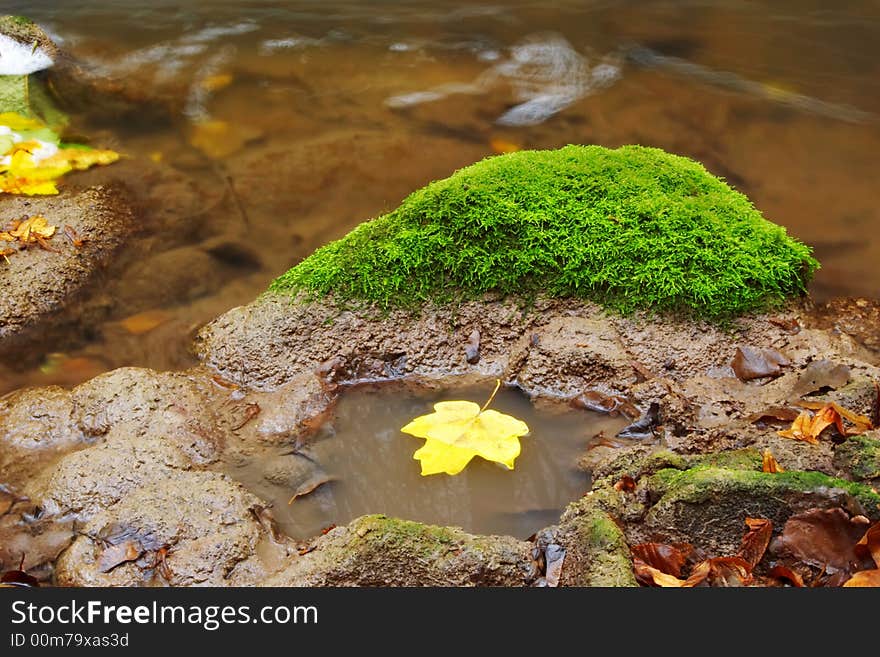 Leaf In River