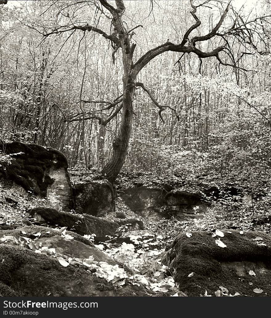 Old tree and stones