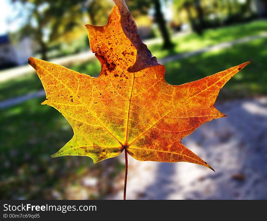 Image of a lovely bright leaf in autumn in a blurred park scene background. Image of a lovely bright leaf in autumn in a blurred park scene background