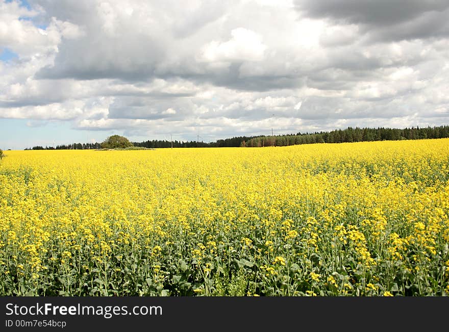 In the summer in yellow fragrant fields