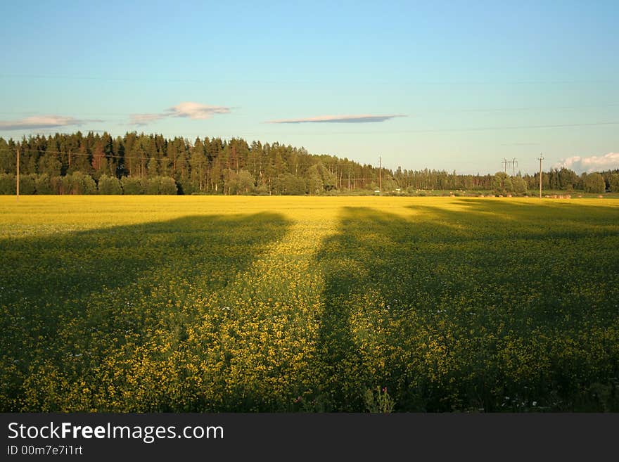 Shadows of trees