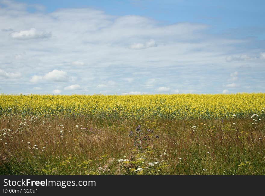 In the summer in yellow fragrant fields. In the summer in yellow fragrant fields