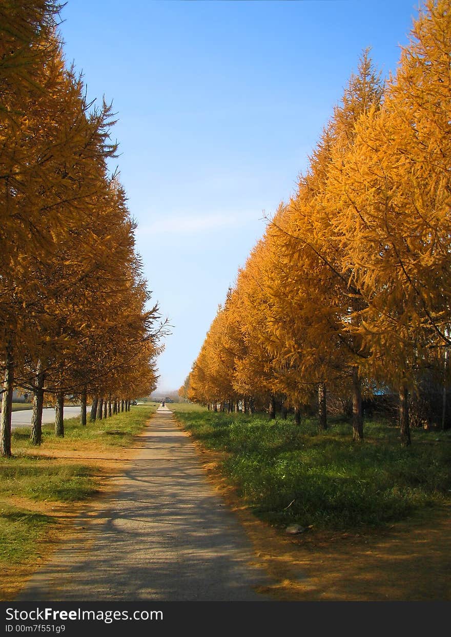 Autumn park with yellow tree on blue sky. Autumn park with yellow tree on blue sky