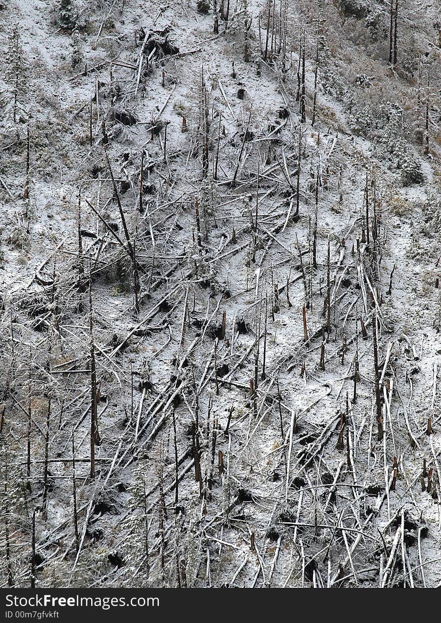 Fallen trees on a hillside caused by an avalache. Fallen trees on a hillside caused by an avalache