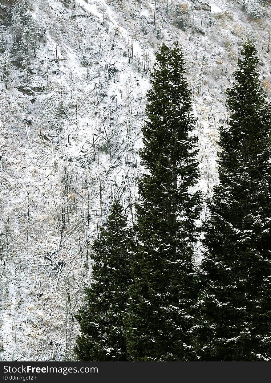 Fallen trees on mountainside with standing Pine trees in forground. Fallen trees on mountainside with standing Pine trees in forground