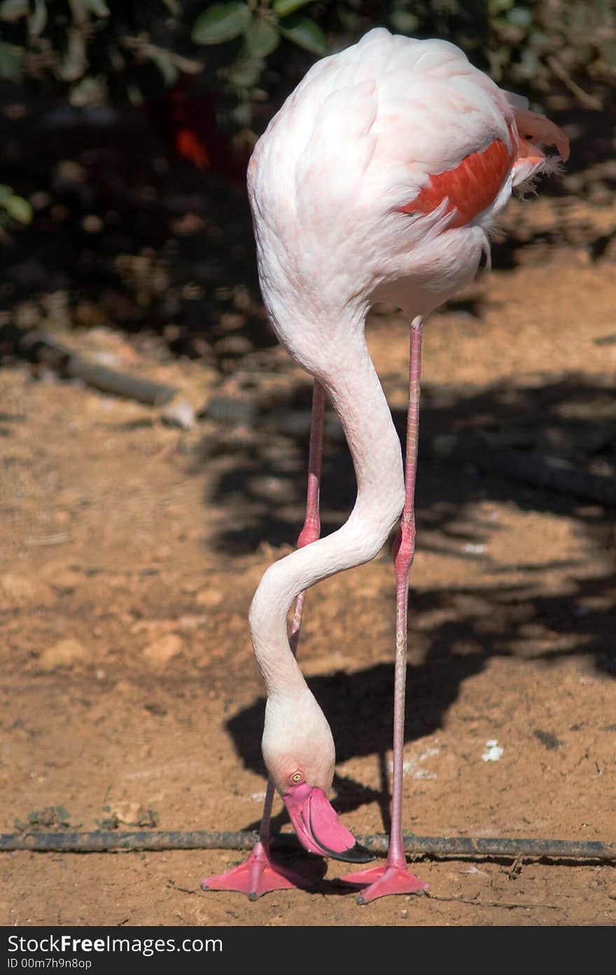 Pink flamingo with curved neck at sunny summer day