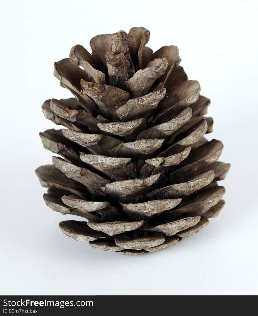 Pine-cone