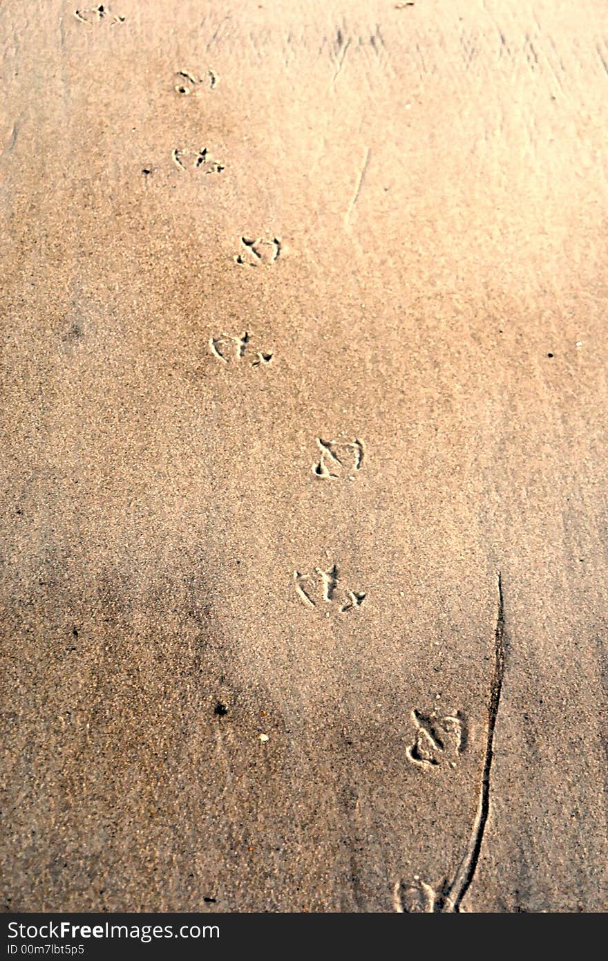 Footprints of seagull on the sand at the beach. Footprints of seagull on the sand at the beach