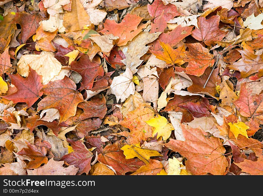 Carpet of fall leaves with multiple colors. Carpet of fall leaves with multiple colors