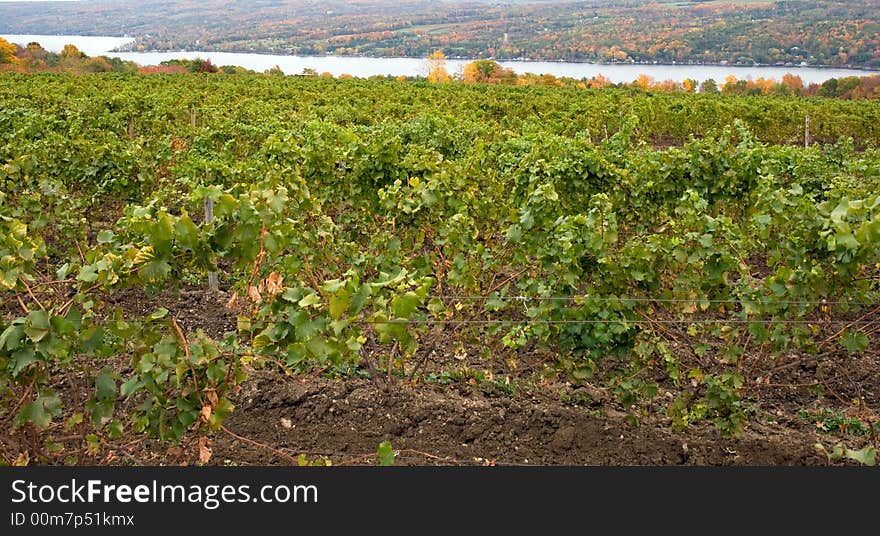 Vineyard on Keuka Lake, with the lake and autumn trees in the background