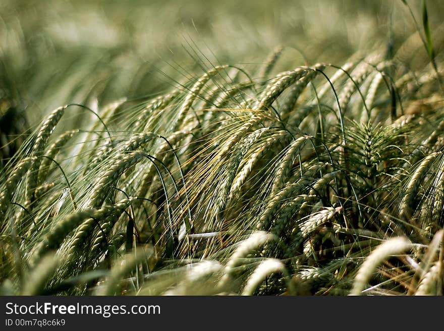 Golden Field