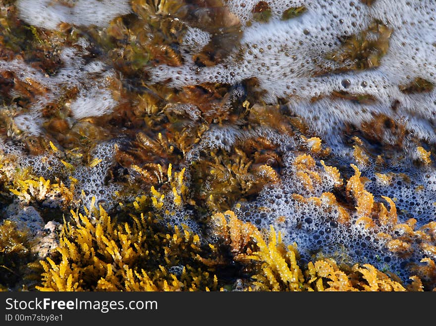 Sea wather and sea plants. Sea wather and sea plants..