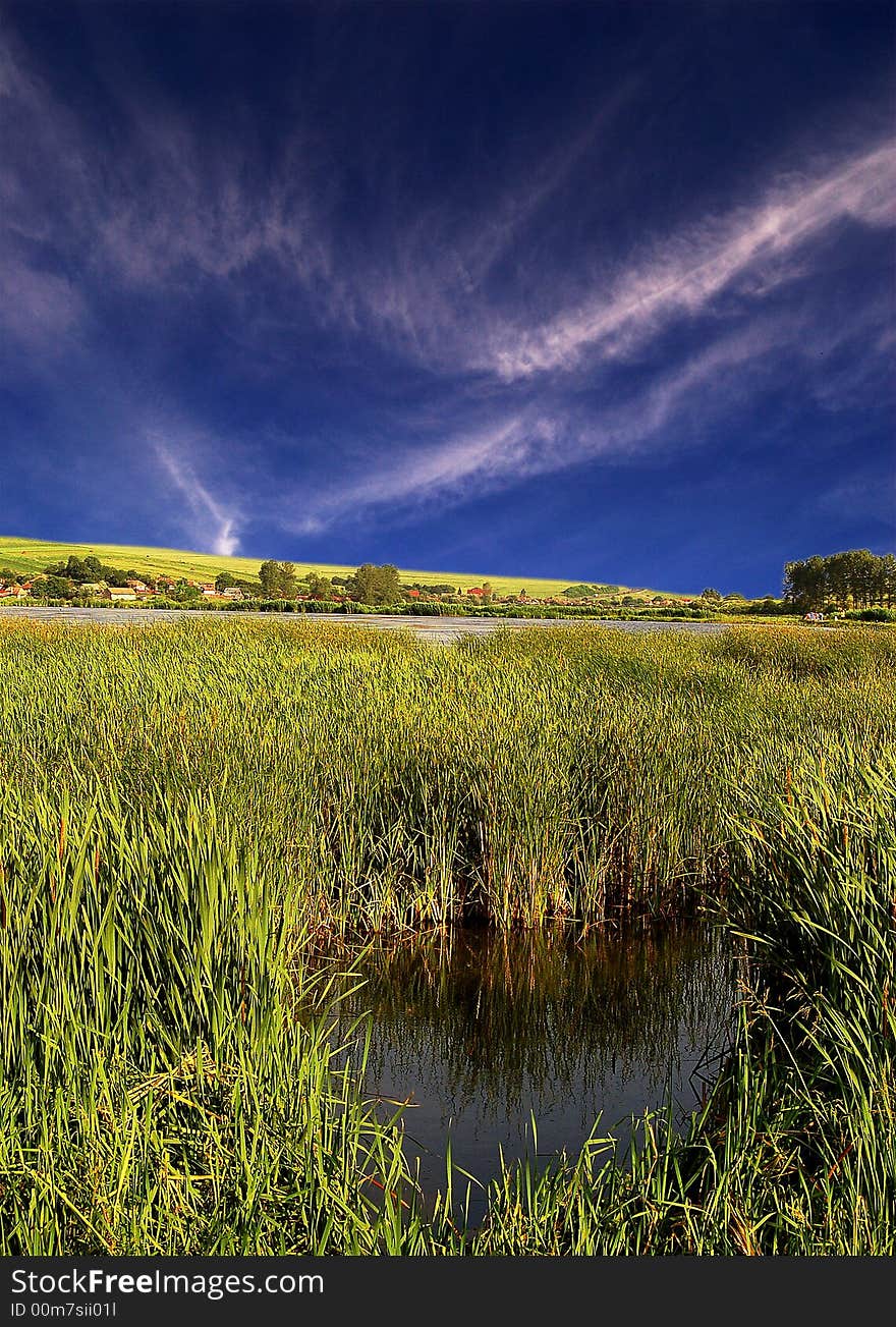 A lake full of bulrush with a clear blue sky