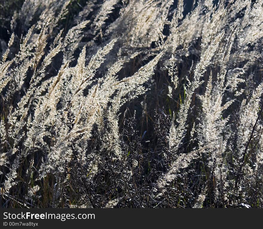 Ornamental grasses