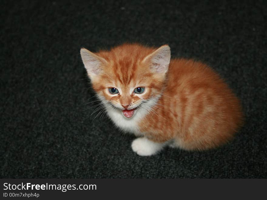 Cute little red cat miaowing. Cute little red cat miaowing