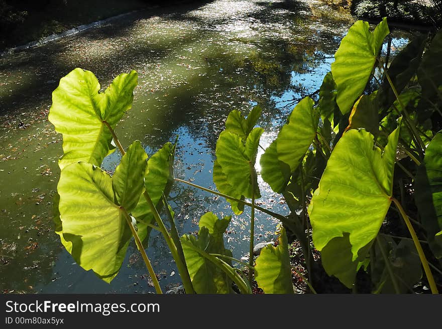 Arum's leafs in a italian garden lake, Como, Italy