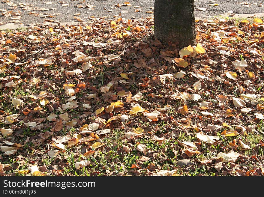 brown leafs in the street