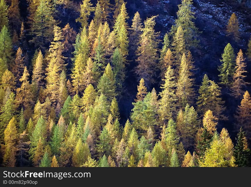 Changing colors in the Alps during early Fall; Italy. Changing colors in the Alps during early Fall; Italy.