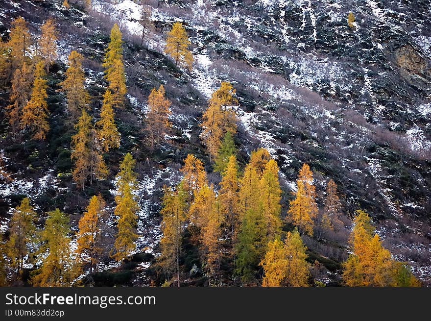 Changing colors in the Alps during early Fall; Italy. Changing colors in the Alps during early Fall; Italy.