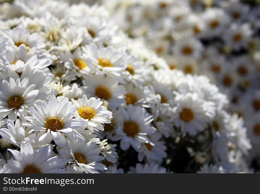 A bunch of mums taken at a local farm.