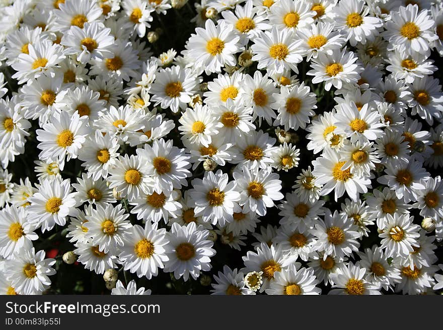 A bunch of mums taken at a local farm.