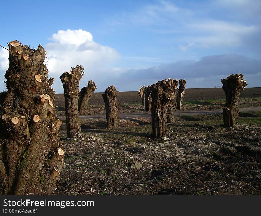 Cut trees in a North German landscape. Cut trees in a North German landscape