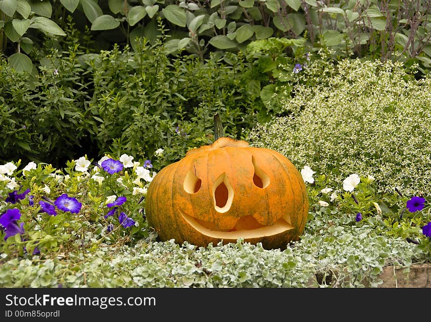 Range of emotions expressed in the pumpkin garden series. Range of emotions expressed in the pumpkin garden series