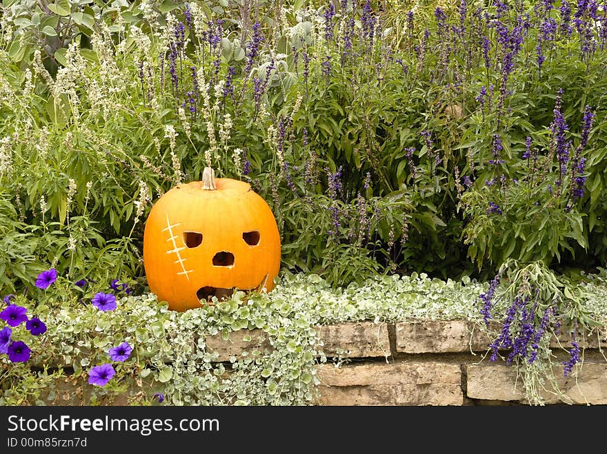 Range of emotions expressed in the pumpkin garden series-Scare Face. Range of emotions expressed in the pumpkin garden series-Scare Face