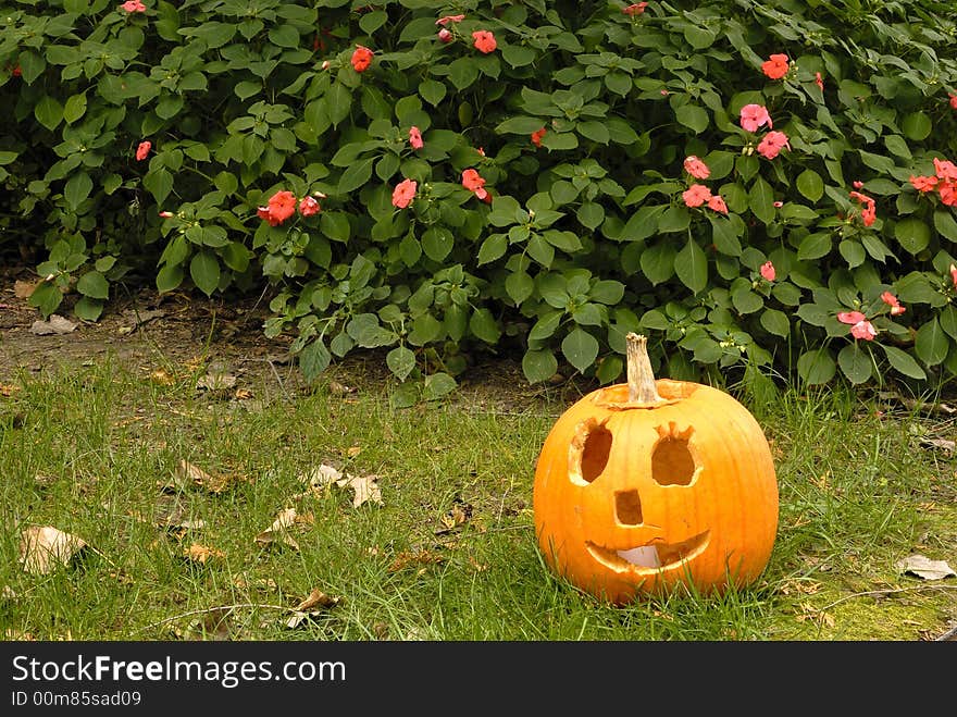 Range of emotions expressed in the pumpkin garden series-Smiley. Range of emotions expressed in the pumpkin garden series-Smiley