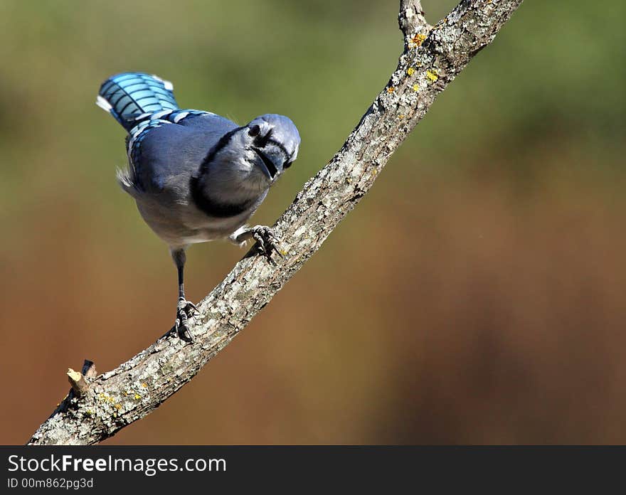 Texas Blue Jay with an inquisitive pose. Texas Blue Jay with an inquisitive pose.