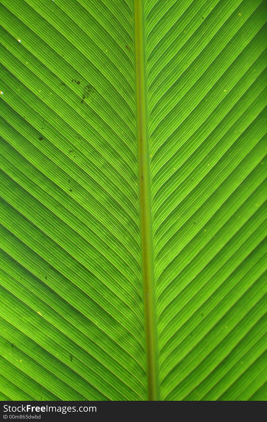 A big leaf of Platanilla with the sun behindto henance the lines of th einside. A big leaf of Platanilla with the sun behindto henance the lines of th einside