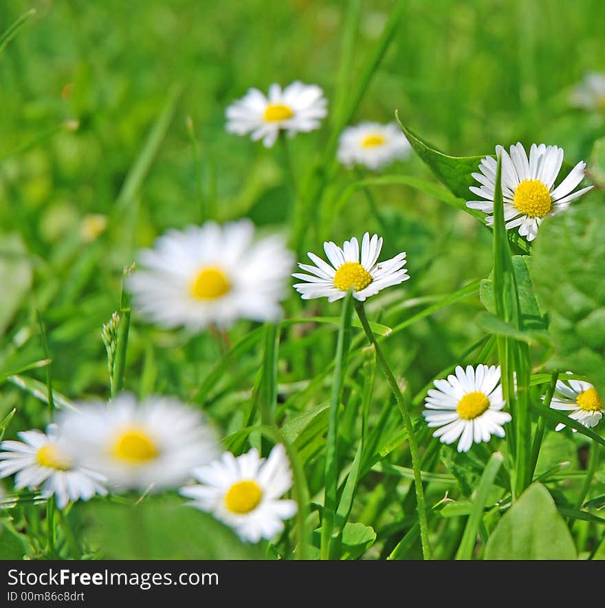 White daisies on a meadow