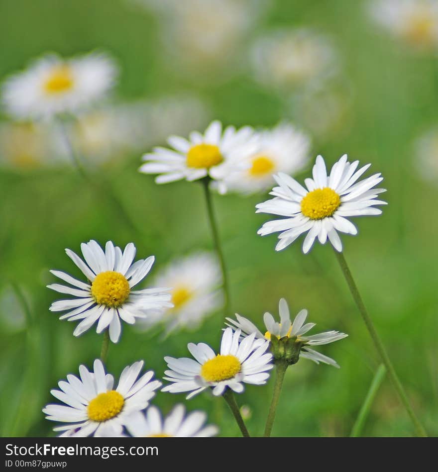 White daisies on a meadow