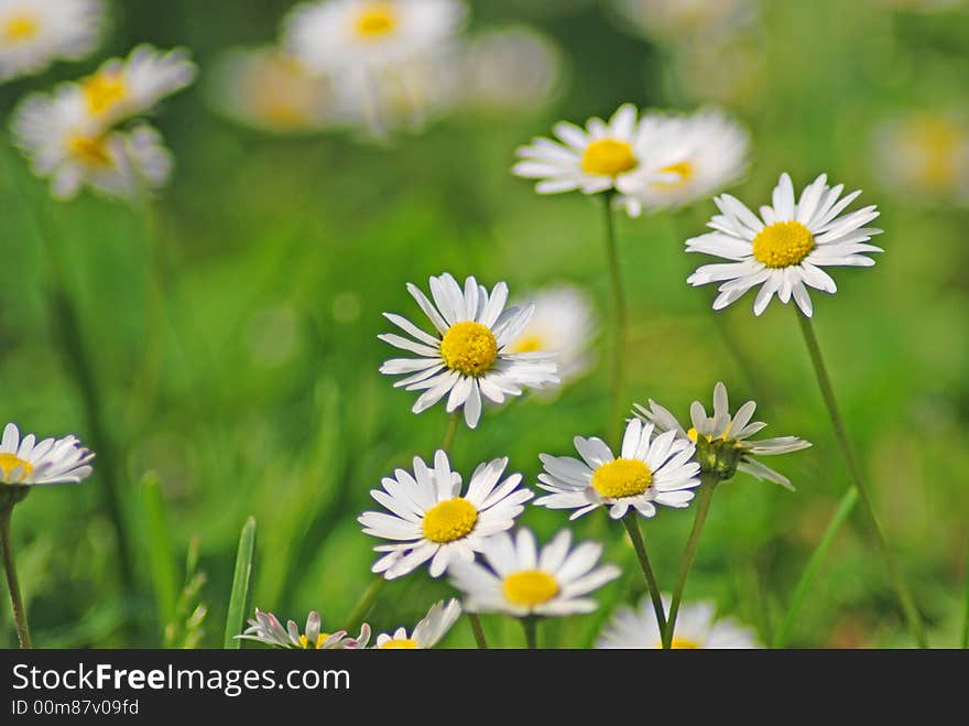 White daisies on a meadow