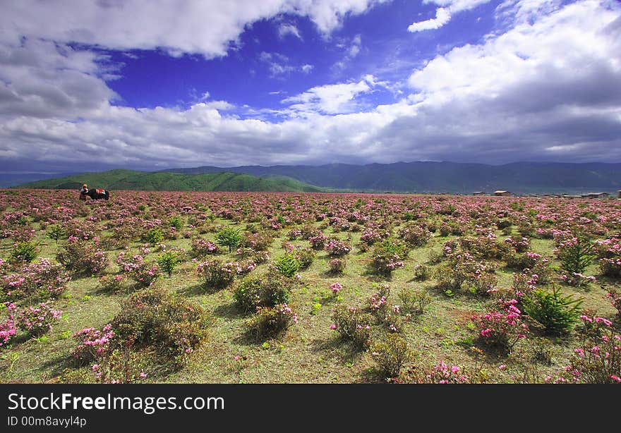 Meadow of Shangri-La