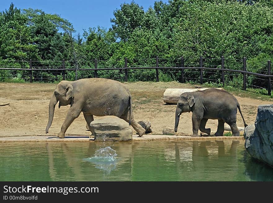 Mother and baby elephant walking through their enclosure