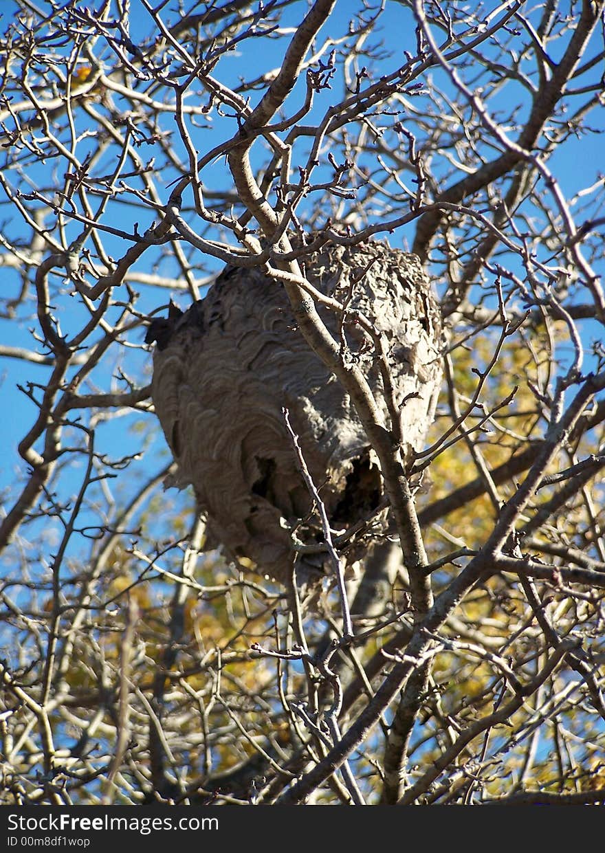 Hornet s Nest