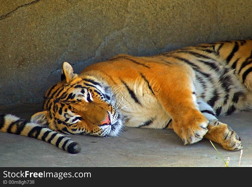 Sleeping Tiger