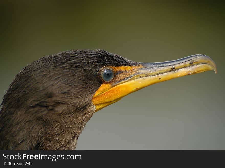 Proud  Cormorant