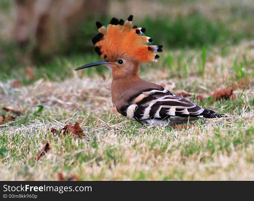 Looking for food on the ground,grubbing about invertebrate animals, worms in the leaves, also eat. Looking for food on the ground,grubbing about invertebrate animals, worms in the leaves, also eat