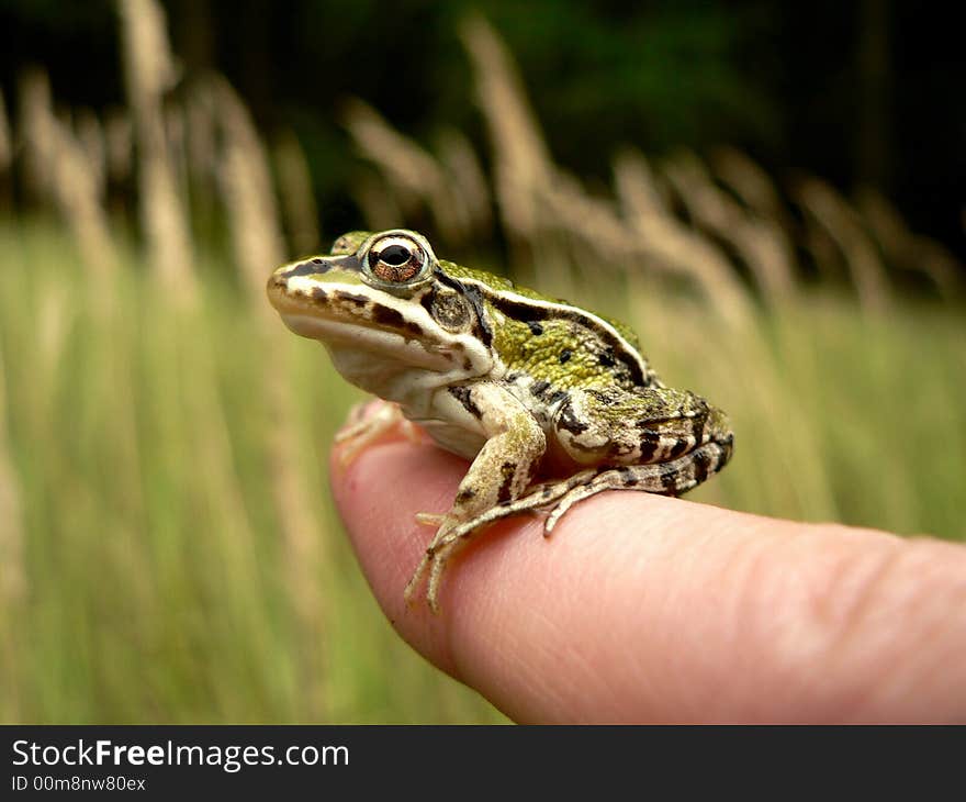 Frog on finger