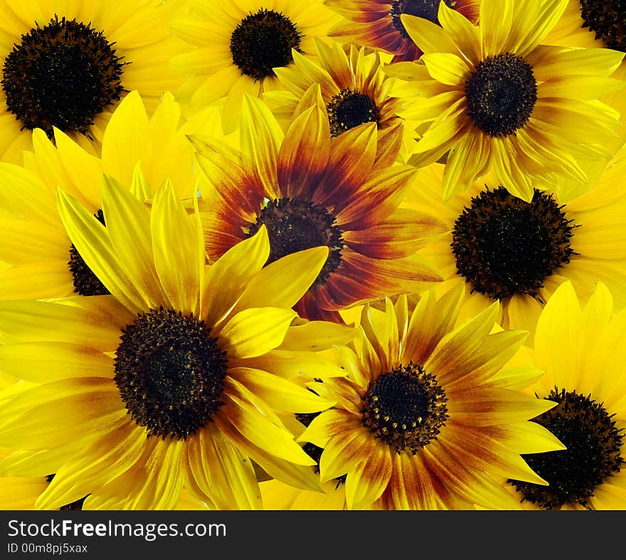 Background of colorful yellow and red sunflowers. Background of colorful yellow and red sunflowers