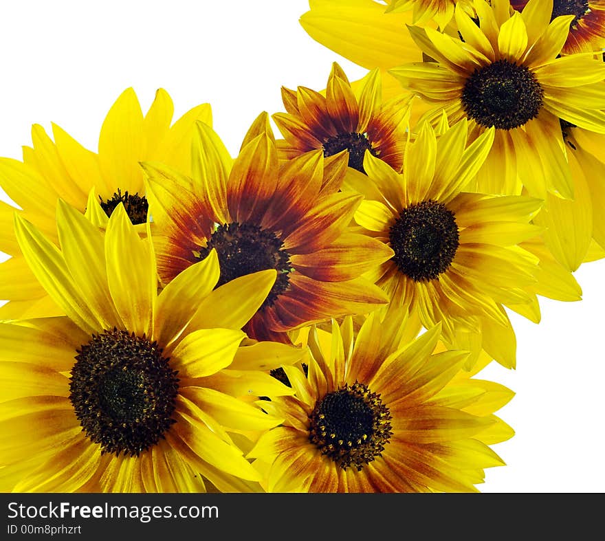 Background of colorful yellow and red sunflowers. Background of colorful yellow and red sunflowers