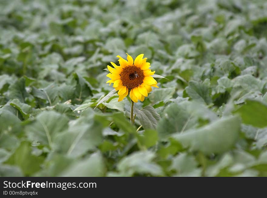 Sunflower isolated in green field, sunflower with its head raised over a green field. Sunflower isolated in green field, sunflower with its head raised over a green field