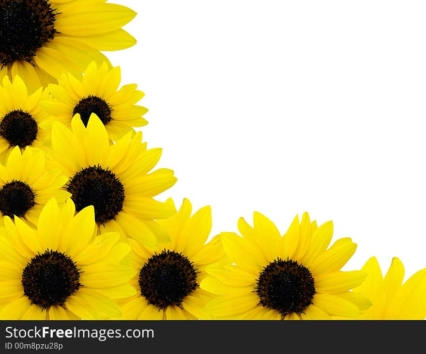 Yellow sunflowers frame on white background. Yellow sunflowers frame on white background