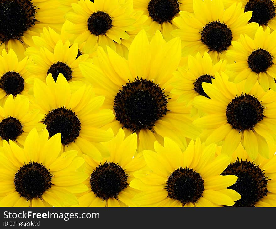 Background of beautiful yellow sunflowers. Background of beautiful yellow sunflowers