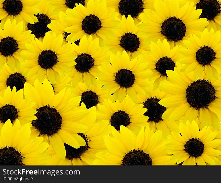 Background of beautiful yellow sunflowers. Background of beautiful yellow sunflowers