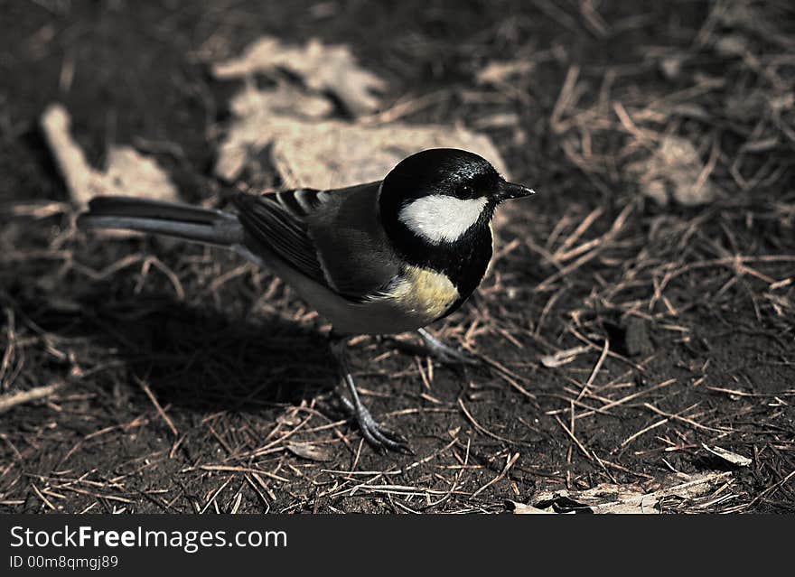 Titmouse