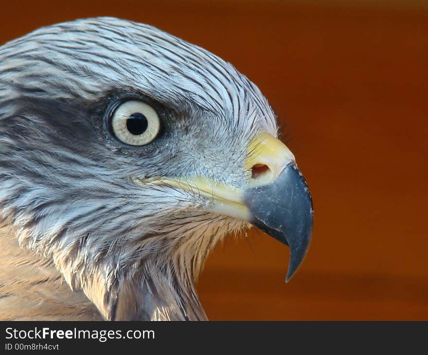 Close-up of brown feathered bird. Head is in profile with beak and eye in focus. Close-up of brown feathered bird. Head is in profile with beak and eye in focus.